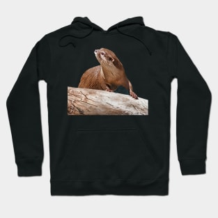 Sensing Danger Hoodie